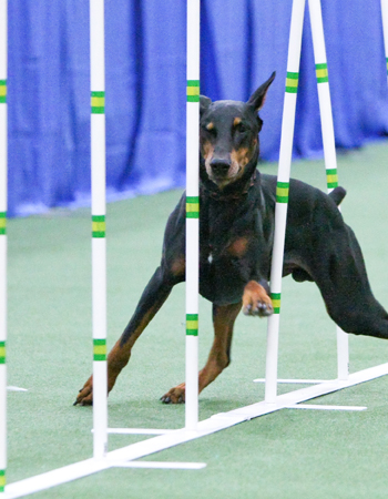 behavioral assessment