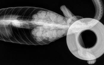 x-ray